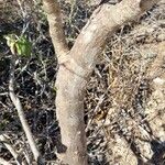 Uncarina stellulifera Bark