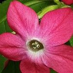 Nicotiana alata പുഷ്പം