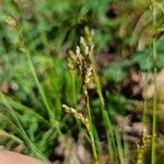 Carex digitata Kukka