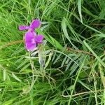 Lathyrus hirsutus Fula