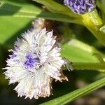 Globularia salicinaFlower