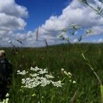 Chaerophyllum bulbosumFlors