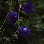 Clitoria ternatea Blomst