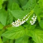 Heliotropium angiospermum Blüte