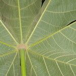 Sterculia apetala Leaf