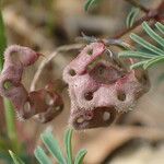 Hippocrepis ciliata Frutto