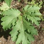 Heracleum mantegazzianum পাতা