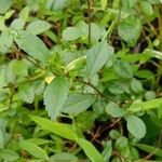 Sida rhombifolia Blatt