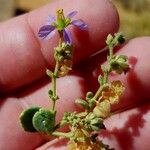 Fagonia latifolia 花