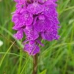 Dactylorhiza purpurella Fula