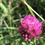 Trifolium alpestre Blüte