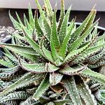 Haworthia attenuata পাতা