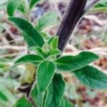 Inula conyza Mosusu