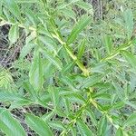 Amorphophallus paeoniifolius 葉