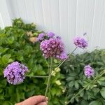 Verbena bonariensisBlüte