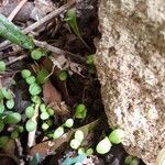 Peperomia rotundifolia Лист