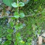 Lysimachia nemorum Habit