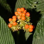Notopleura polyphlebia Flor