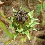 Silybum eburneum Flor