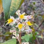 Miconia hypoleuca Flower