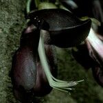 Mucuna sempervirens Цвят