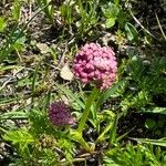 Mutellina purpurea Flower