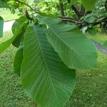 Magnolia obovata Foglia