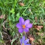 Crocus nudiflorusᱵᱟᱦᱟ