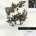 Adenocalymma moringifolium