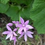Allium unifolium Flor