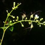 Hirtella triandra फूल