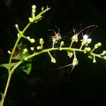 Hirtella triandra Цвят