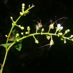 Hirtella triandra 花