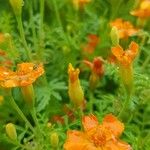 Tagetes tenuifolia Altul/Alta