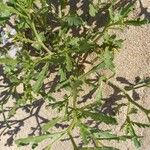 Cakile maritima 葉