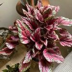 Begonia rex List