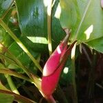 Heliconia stricta Leaf