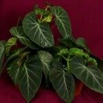 Begonia angularis Habit