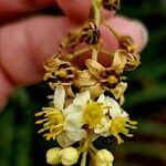 Boswellia sacra Blomma