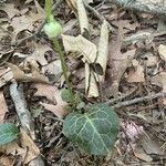 Pyrola picta Leaf