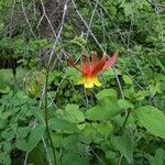 Aquilegia formosa Blodyn