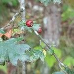 Crataegus × media Gyümölcs