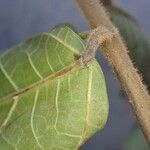 Ficus asperifolia Leaf