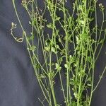 Fleischmannia microstemon その他の提案