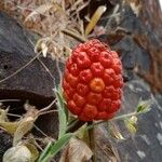 Arum italicumफल