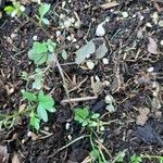 Cardamine parviflora Leaf