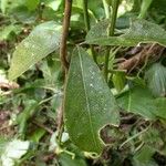 Psiguria triphylla Leaf