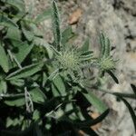 Inula montana 花