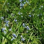 Brimeura amethystina Flower