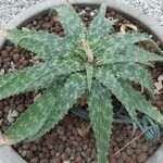 Aloe maculata Leaf